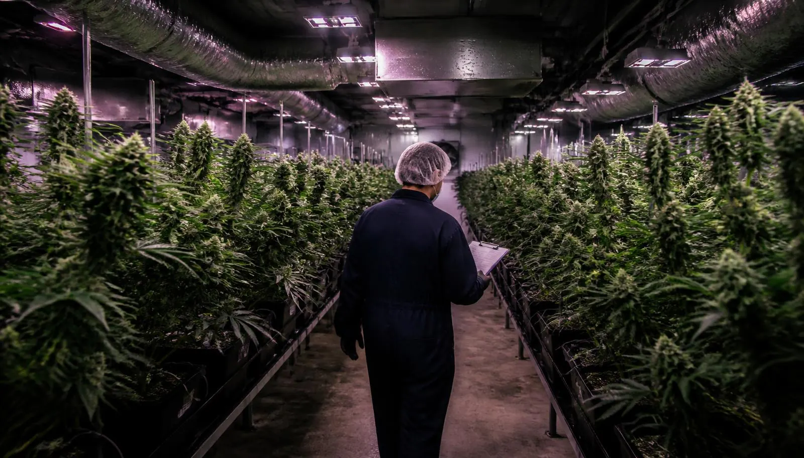 Licensed Illinois cannabis cultivation center with rows of plants under commercial grow lighting